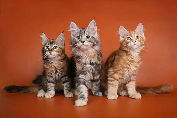 The Maine Coon look everyone loves
